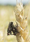 Flesh Flies Mating on spike Wheat - France 