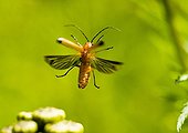 Common Red Soldier Beetle in flight- France 