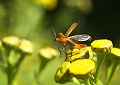Common Red Soldier Beetle flying away on flowers - France 