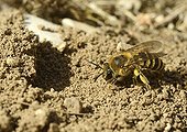 Colletid bee digging a burrow in the ground - France 