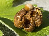 Brown Bumblebee nest on a leaf - France ; Larval cells, a honeypot and we notice a larva in its cocoon.