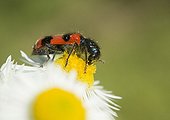 Clairon des abeilles sur fleur d'Aster - France