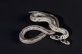 Two-headed California king snake on black background