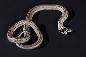 Two-headed California king snake on black background