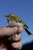Banding Firecrest - Col de Bretolet Swiss Alps  ; Each year between 10 and 20 000 birds of 100 species are catch and rings at the Col de Bretolet, Valais, the Swiss Ornithological. 