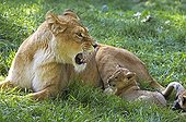 Lioness and cub lying in the grass 