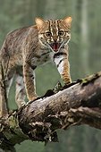 Rusty-spotted cat on a branch 