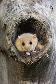 Hazel dormouse out of this nest - Normandy France 