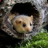 Hazel dormouse out of this nest - Normandy France 