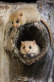 Hazel dormice out of this nest - Normandy France 