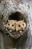 Hazel dormice out of this nest - Normandy France 