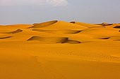 Desert dunes - Namib Desert Namibia 