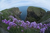 Sea pinks growing on cliffs at Bullers of Buchan - Scotland