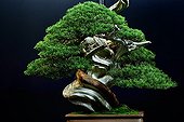 Chinese juniper bonsai