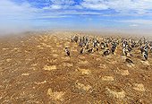 Colony of King Shag - Falkland Islands 