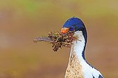 King Shag building its nest - Falkland Islands  ; picking herbs, earth and a feather to build its nest 