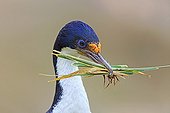 King Shag building its nest - Falkland Islands  ; picking grass