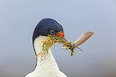 King Shag building its nest - Falkland Islands  ; picking up grass and a feather