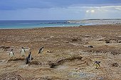 Magellanic penguins near their burrows - Falkland Islands 
