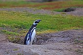 Magellanic penguin in its burrow - Falkland Islands