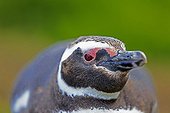 Magellanic penguin near its burrow - Falkland Islands