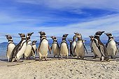 Magellanic penguins on a beach - Falkland Islands