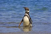 Magellanic penguins out of water - Falkland Islands 