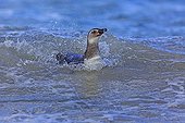 Young Magellanic penguins swimming - Falkland Islands 