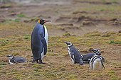 King Penguin and Magellanic penguins - Falkland Islands