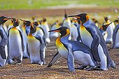 King penguins mating - Falkland Islands