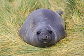 Young Southern elephant seal in tussock - Falkland Islands