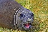 Young Southern elephant seal in tussock - Falkland Islands