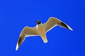 Brown-hooded gull in flight - Falkland Islands