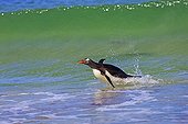 Gentoo penguin out off water- Falkland Islands