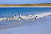Gentoo penguins out off water- Falkland Islands