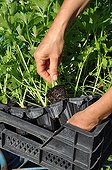 Plantation of celery in a kitchen garden