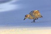Patagonian crested duck on sandy beach - Falkland Islands 
