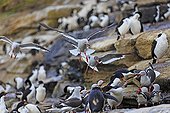 Dolphin gulls and Cormorans - Falkland Islands 