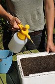Sowing of chicory scarole in a kitchen garden
