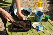 Sowing of celery in a kitchen garden