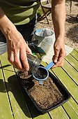 Sowing of celery in a kitchen garden