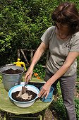 Sowing of cucumber 'Marketer' in a kitchen garden
