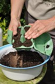 Sowing of cucumber 'Long vert d'Alan' in a kitchen garden
