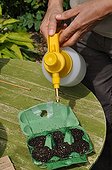 Sowing of cucumber 'Long vert d'Alan' in a kitchen garden