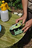 Sowing of cucumber 'Long vert d'Alan' in a kitchen garden