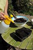 Sowing of wild artichoke in a kitchen garden