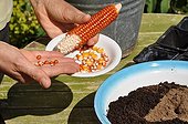 Sowing of corn in a kitchen garden