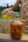 Making of pot marigold oil in a garden