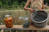 Making of lavender oil in a garden