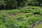 Flowered kitchen garden